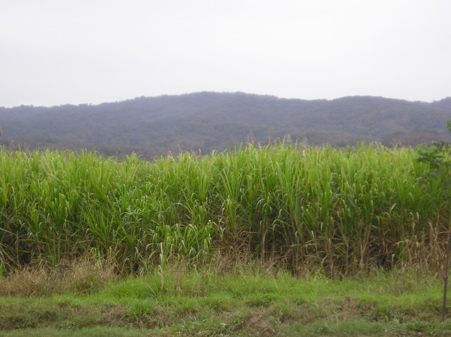 Argentina. Canne da zucchero