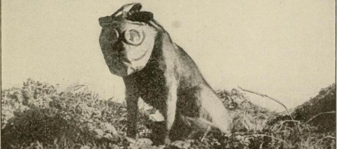 Cane con maschera anti-gas. Da Internet Archive Book Images, www.flickr.com/photos/internetarchivebookimages